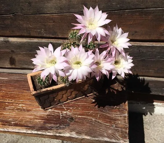 بيت ضيافة Gostisce Smuk Križe